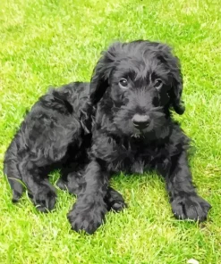 Black Mini Labradoodle Diamond Painting