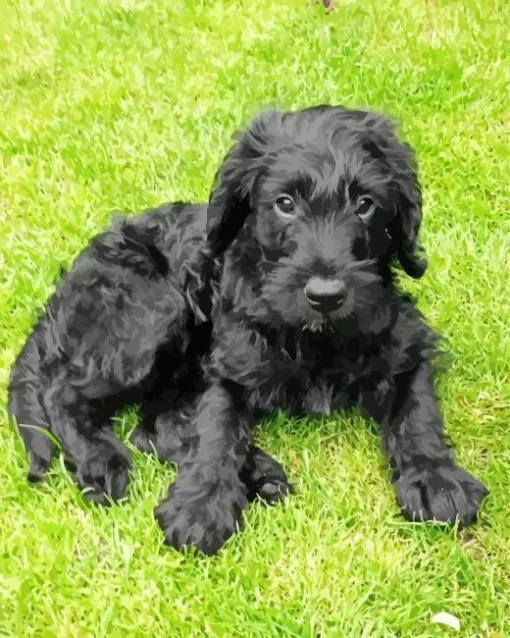 Black Mini Labradoodle Diamond Painting