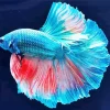 Blue Betta Diamond Painting