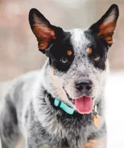 Blue Heeler Diamond Painting