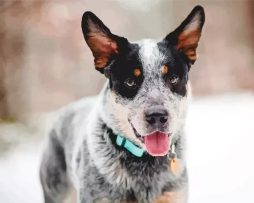 Blue Heeler Diamond Painting