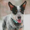 Blue Heeler Diamond Painting