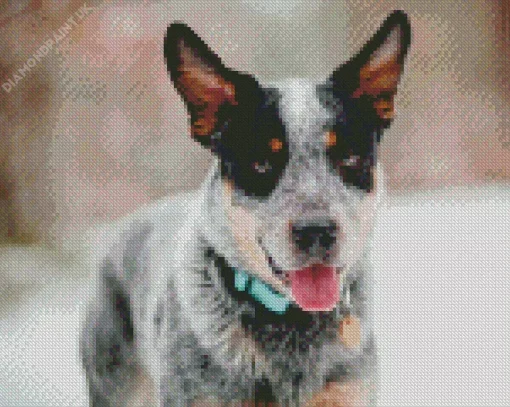 Blue Heeler Diamond Painting