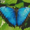 Blue Morpho Butterfly Diamond Painting