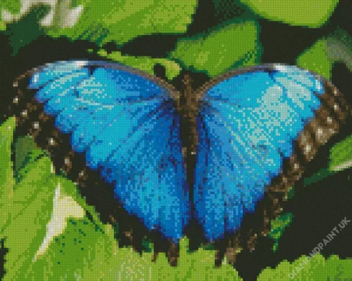 Blue Morpho Butterfly Diamond Painting