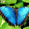 Blue Morpho Butterfly Diamond Painting