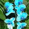 Blue Orchid Diamond Painting