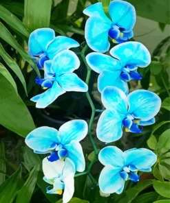 Blue Orchid Diamond Painting