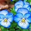 Blue Pansy Flowers Diamond Painting