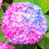 Blue Pink Purple Hydrangea Diamond Painting