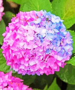 Blue Pink Purple Hydrangea Diamond Painting