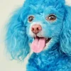 Blue Poodle Dog Diamond Painting