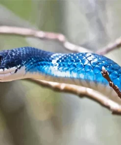 Blue Racer Snake Diamond Painting