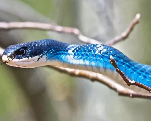 Blue Racer Snake Diamond Painting