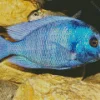 Blue Tropical Fish Diamond Painting