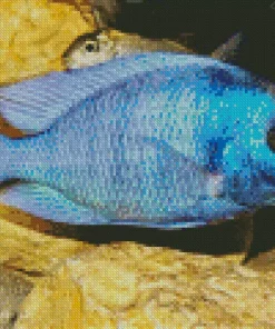 Blue Tropical Fish Diamond Painting