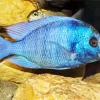 Blue Tropical Fish Diamond Painting