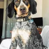 Bluetick Coonhound Dog Diamond Painting