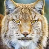 Bobcat Face Diamond Painting