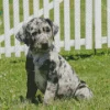 Catahoula Leopard Dog Diamond Painting