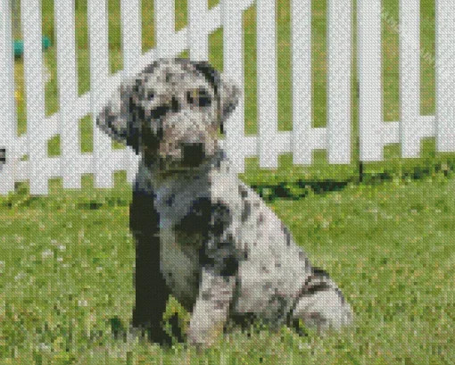 Catahoula Leopard Dog Diamond Painting