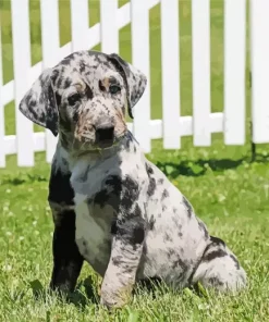 Catahoula Leopard Dog Diamond Painting