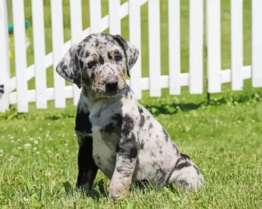 Catahoula Leopard Dog Diamond Painting