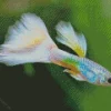 Guppy Fish Diamond Painting