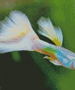 Guppy Fish Diamond Painting