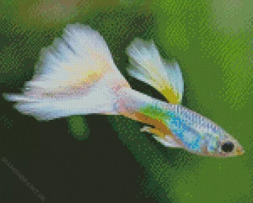 Guppy Fish Diamond Painting