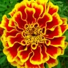 Harlequin Marigold Diamond Painting