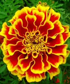 Harlequin Marigold Diamond Painting