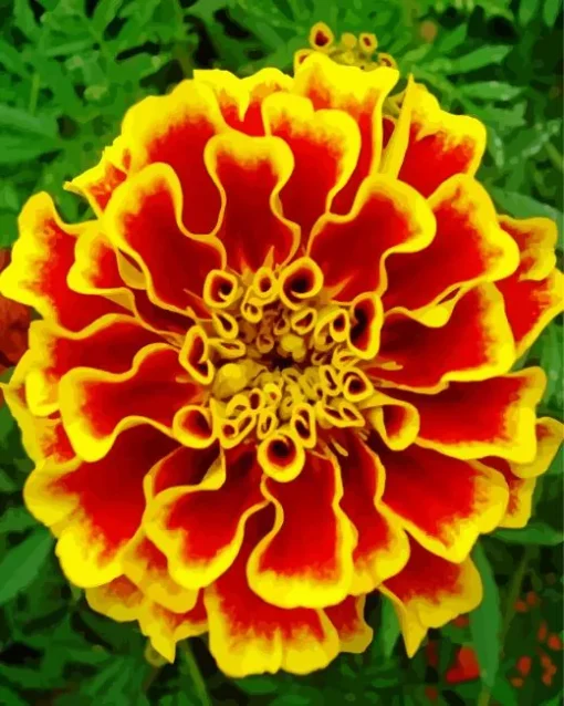 Harlequin Marigold Diamond Painting