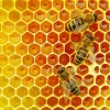 Honey Bee Hive Diamond Painting