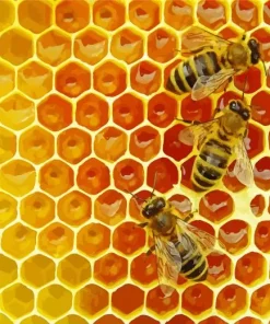 Honey Bee Hive Diamond Painting