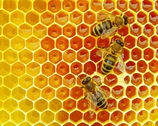 Honey Bee Hive Diamond Painting