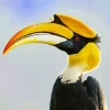 Hornbill Bird Diamond Painting