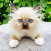 Ragdoll Kitten Diamond Painting