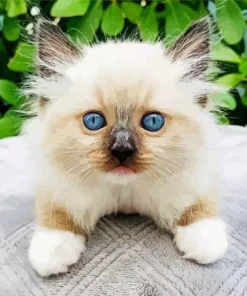 Ragdoll Kitten Diamond Painting