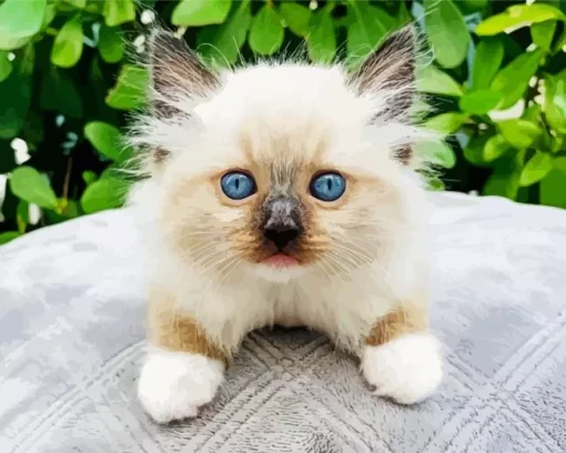 Ragdoll Kitten Diamond Painting