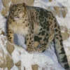 Snow Leopard Diamond Painting