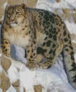 Snow Leopard Diamond Painting