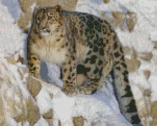 Snow Leopard Diamond Painting