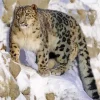 Snow Leopard Diamond Painting