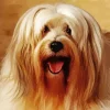 Tibetan Terrier Dog Diamond Painting