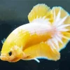 Yellow Betta Fish Diamond Painting