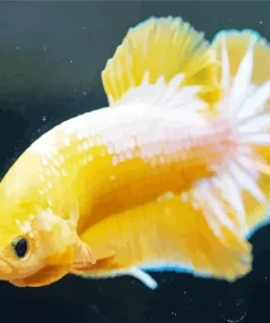 Yellow Betta Fish Diamond Painting