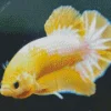 Yellow Betta Fish Diamond Painting