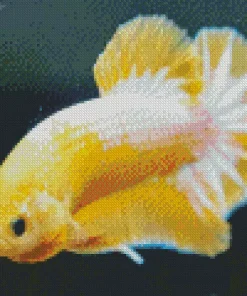 Yellow Betta Fish Diamond Painting