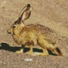 Black Tailed Jackrabbit Diamond Painting